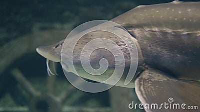 Sturgeon fish swimming underwater in oceanarium. Sterlet fish in aquarium water. Large sturgeon fish swimming underwater in oceanarium. Sterlet fish swimming in stock footage