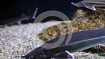 Sturgeon Fish. In the fish tank. Closeup shot stock footage