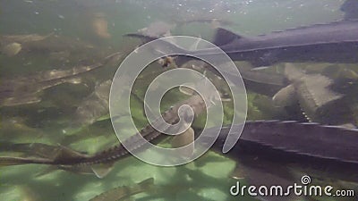 Sturgeon. On the spawning fish in the artificial pond stock footage