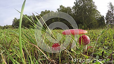 Three Amanita muscaria fly agarics growing in field, time lapse 4K. Three red and white fly agarics in the meadow by the forest on overcast summer day, time stock video