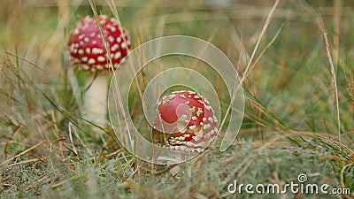 Two young red and white fly agarics growing in the meadow by the forest on summer day. Close up stock footage