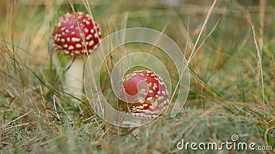 Two young red and white fly agarics growing in the meadow by the forest on summer day. Close up stock video footage