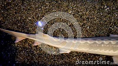 White sturgeon swims in the water. 4k resolution stock footage