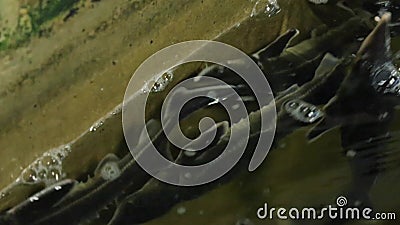 A little sturgeon on a fish farm. Young sturgeon on a fish farm sails in a dirty aquarium stock video footage