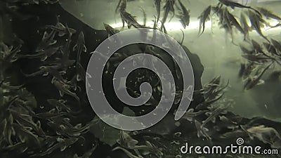 A little sturgeon on a fish farm. A young sturgeon on a fish farm swims in an aquarium stock footage