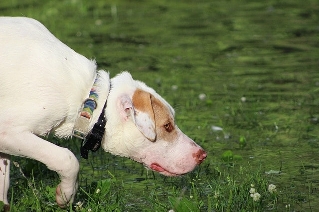Dog Sniffing Ground Represents Birddogging real estate business idea