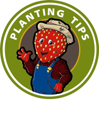 Berry Planting Tips