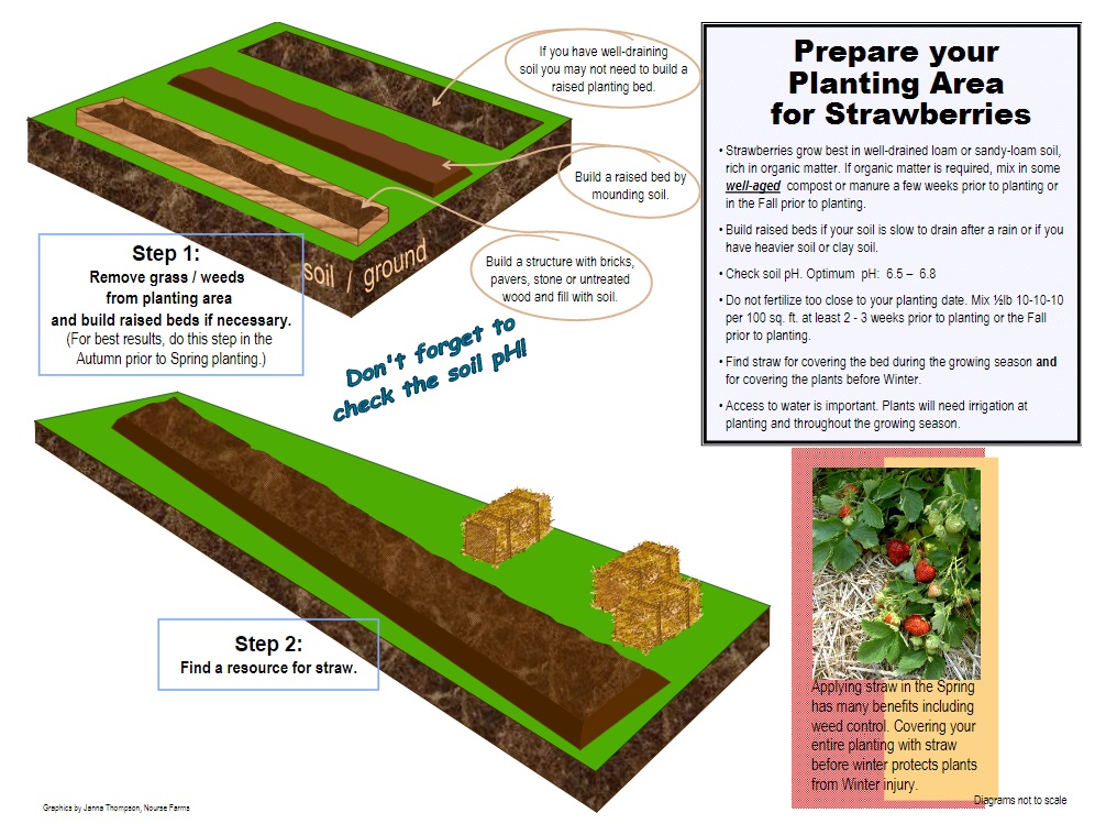 prepare your space for strawberry planting