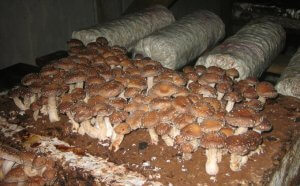 Выращивание гриба шиитаке в домашних условиях